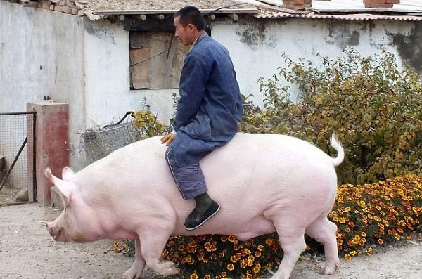 le plus gros cochon du monde