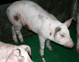 Causes and symptoms of smallpox in pigs, home treatment methods