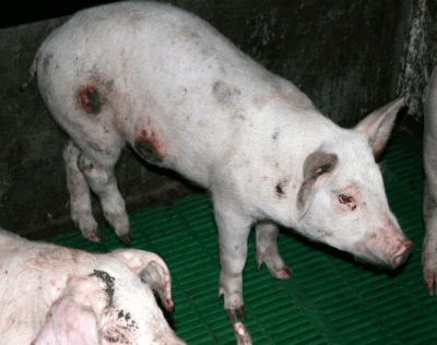 vérole porcine