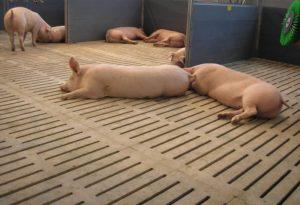 Ano ang mas mahusay na gumawa ng isang slit floor para sa isang pigsty at kung paano gawin ito sa iyong sarili