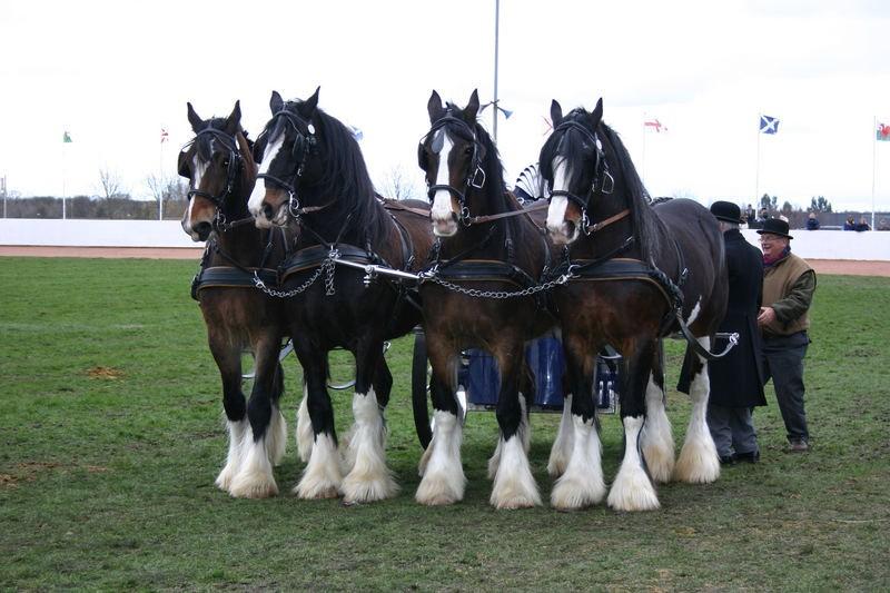 beaucoup de chevaux