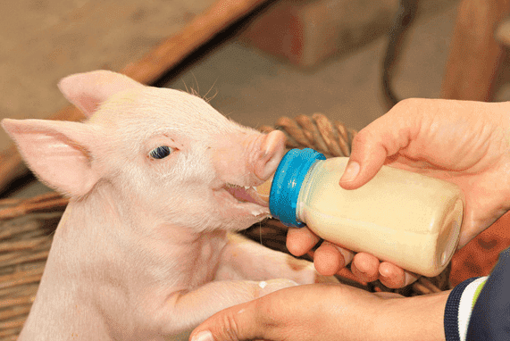 cerdo recién nacido