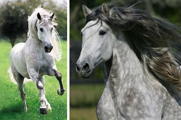 hevosrotujen Andalusian