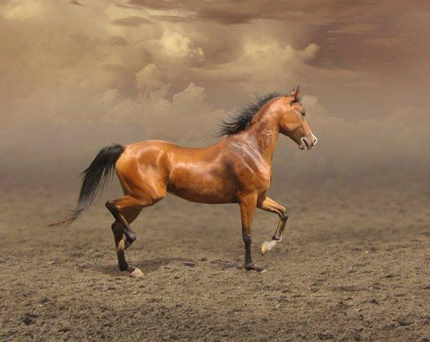 Arabian horse