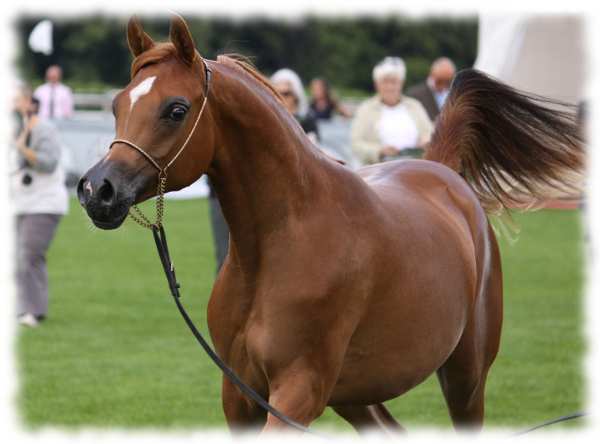 races de chevaux arabes