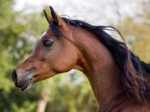 Arabian horse