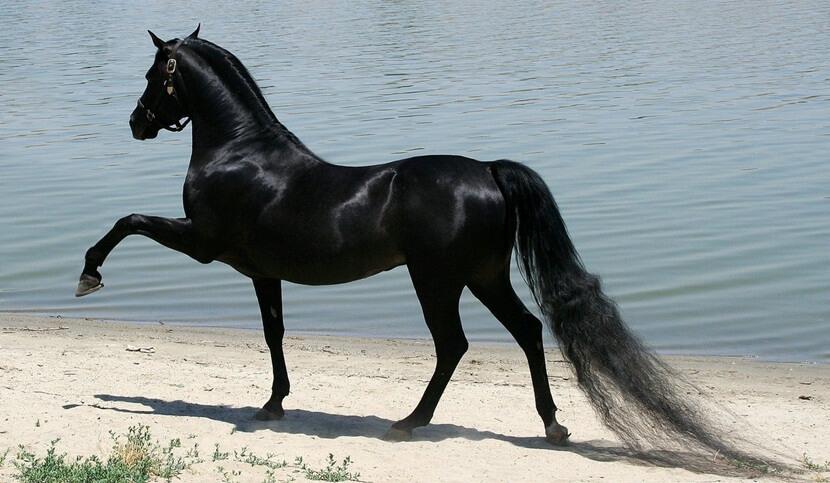 caballo arabe