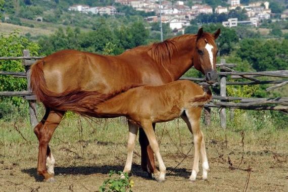 horse breeds Peasant