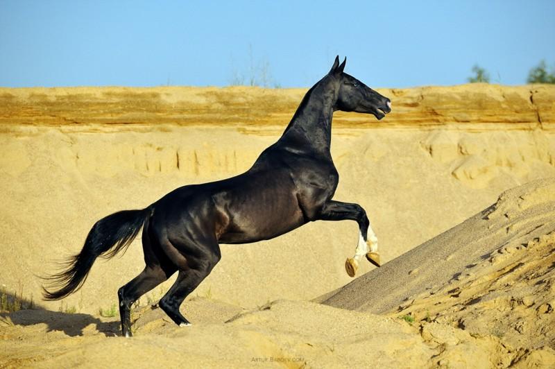 Akhal-Teke horse