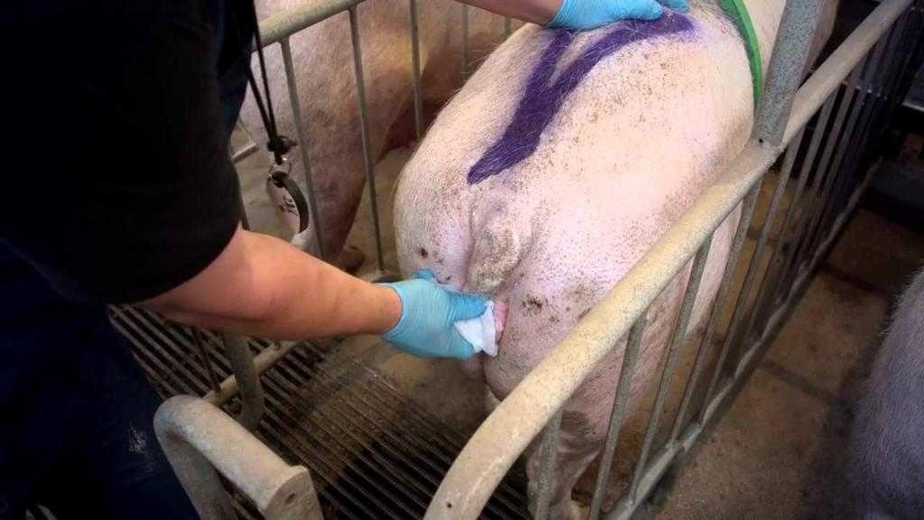 artificial insemination of pigs