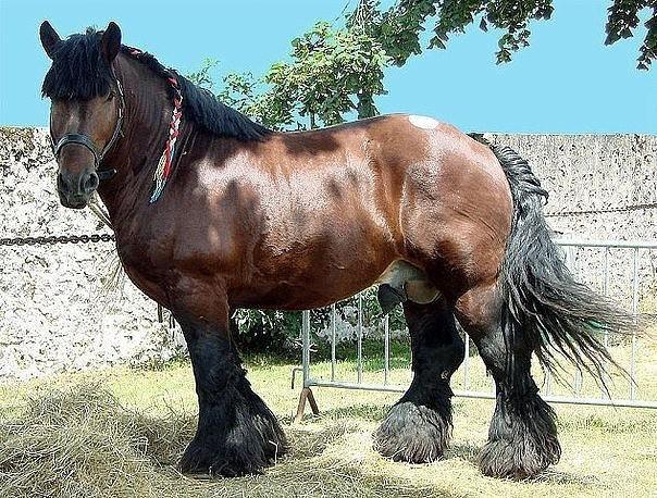 Vladimir raza de caballos de tiro pesado