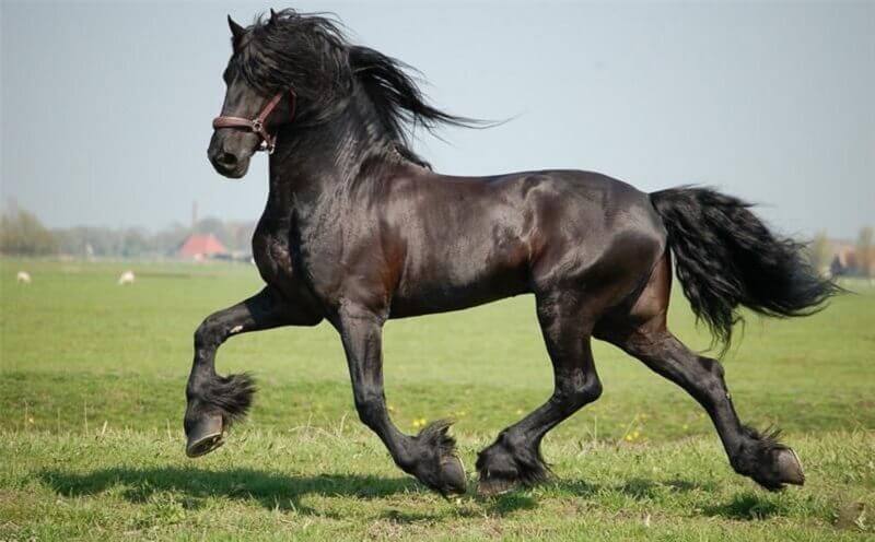 Friesian horse