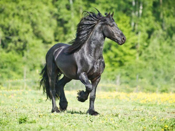 Friesian horse