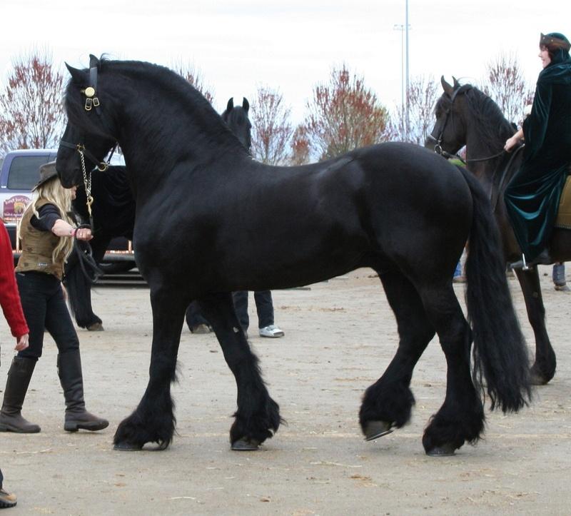 un hermoso caballo