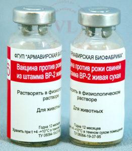 Instructions for use of the vaccine against erysipelas in pigs, side effects and contraindications