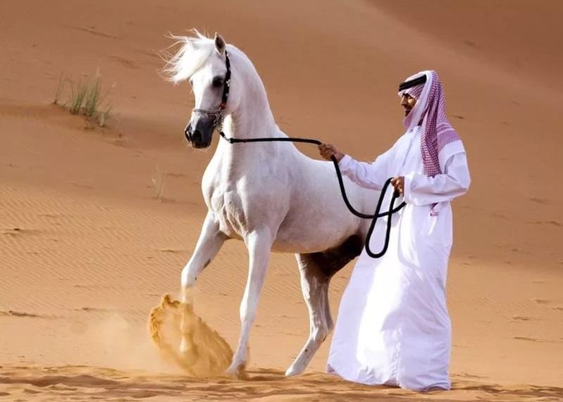 caballo arabe