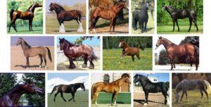 List and descriptions of the 40 best horse breeds, characteristics and names