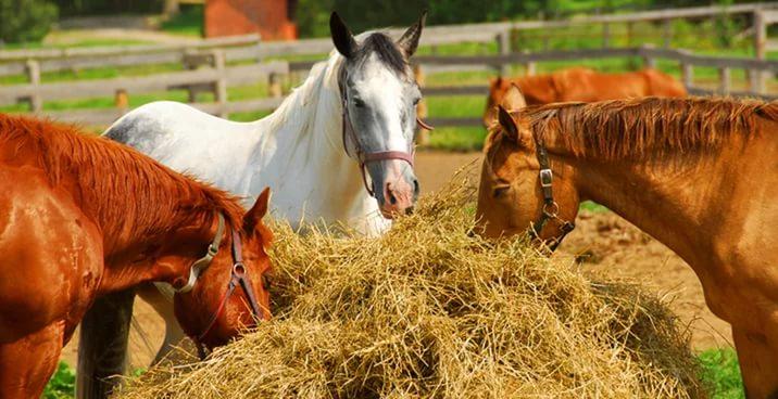 nourrir les chevaux