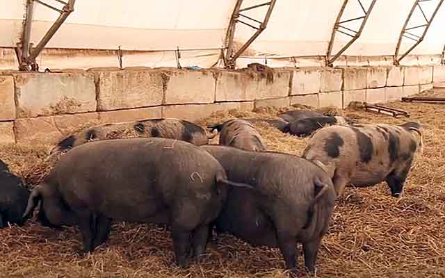 bactéries de la litière de porcherie