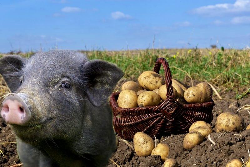 porc et pommes de terre