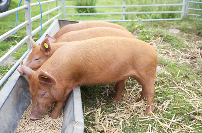 feeding pigs