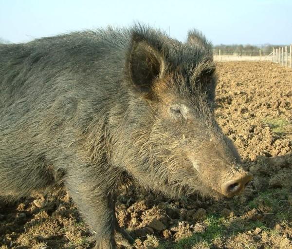 karals de raza de cerdo