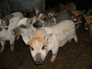 Description et caractéristiques de la race porcine Karmaly, de son élevage et de sa reproduction