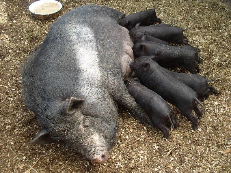 many pigs