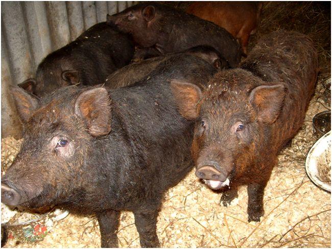 pig breed karals