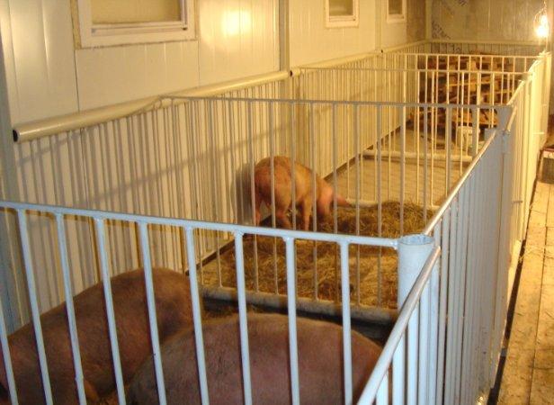 pig cage