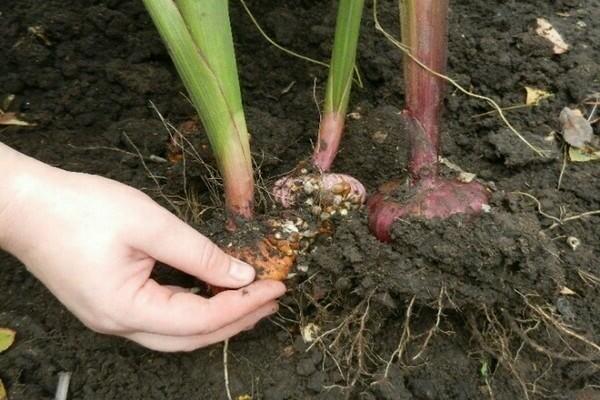 digging out gladioli