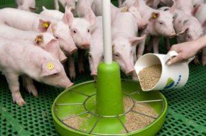 What is the compound feed for piglets and pigs made of, types and the best producers