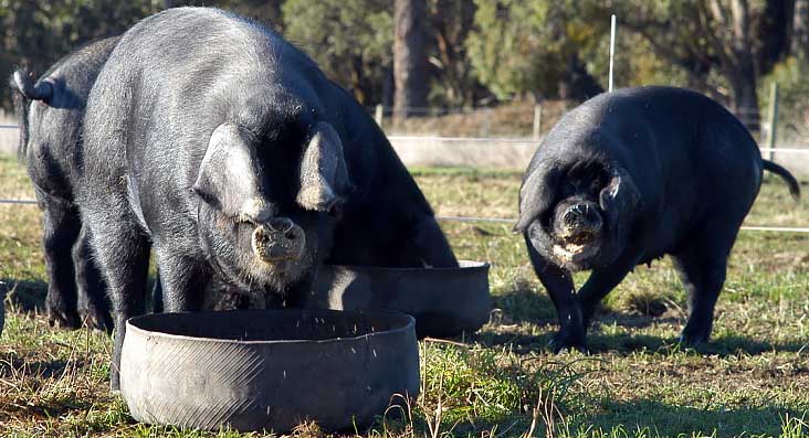 cochon noir