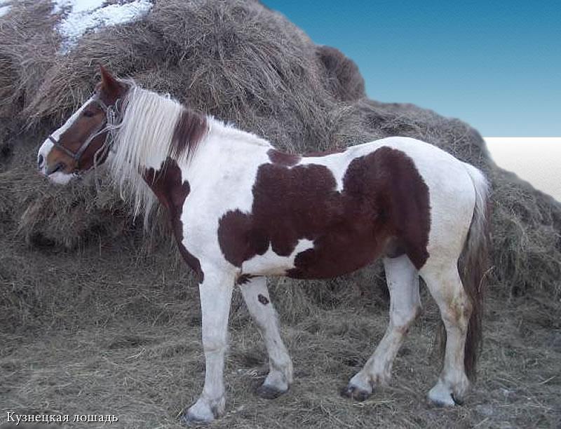 races de chevaux Kuznetsk