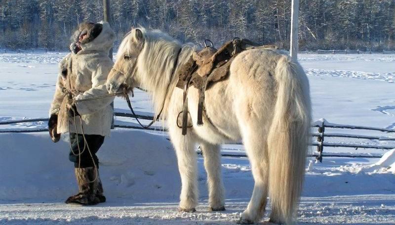 horse and man