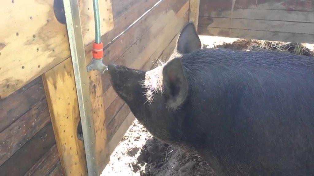 pig drinker