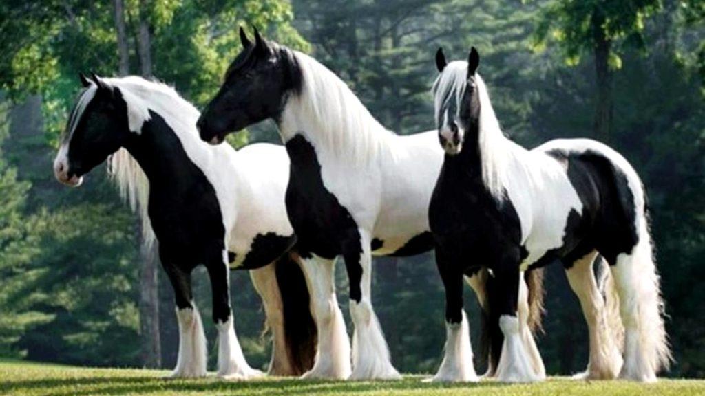 horse breeds Tinker