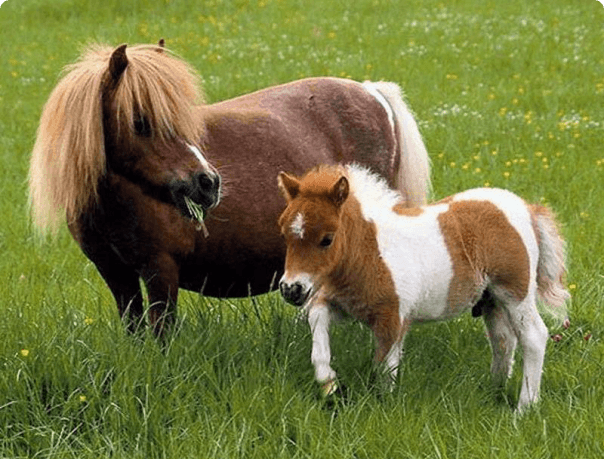 mini cheval