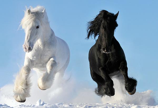 two horses