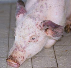 Signes, symptômes et traitement de la pasteurellose porcine, prévention