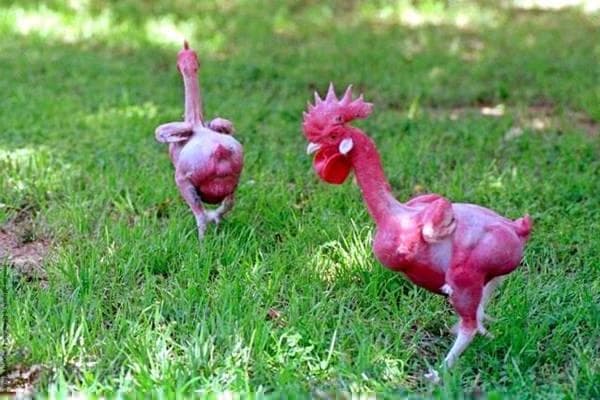 bald chickens