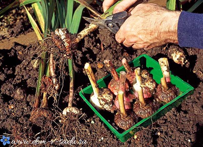 digging out gladioli