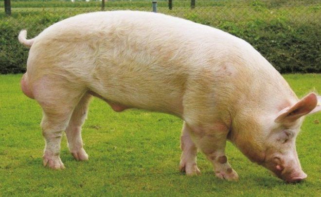 pig breed yorkshire