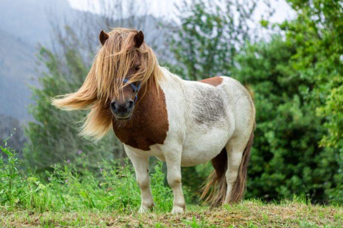 Hygiene and mane care