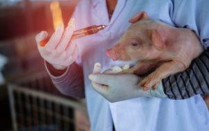 What vaccinations are given to piglets, vaccination rules and schedule