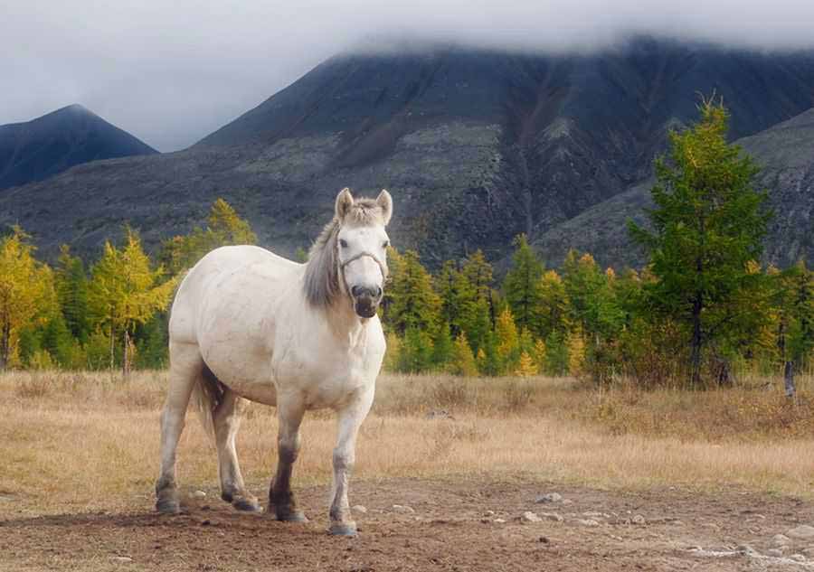 caballo pastando