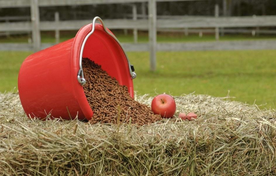 alimento para caballos