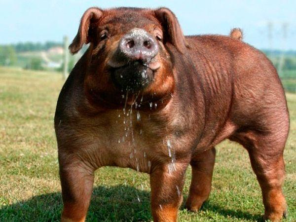 Raza Duroc