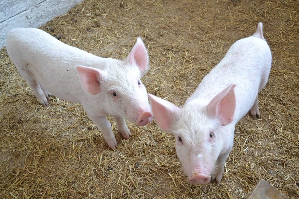 deux petits cochons