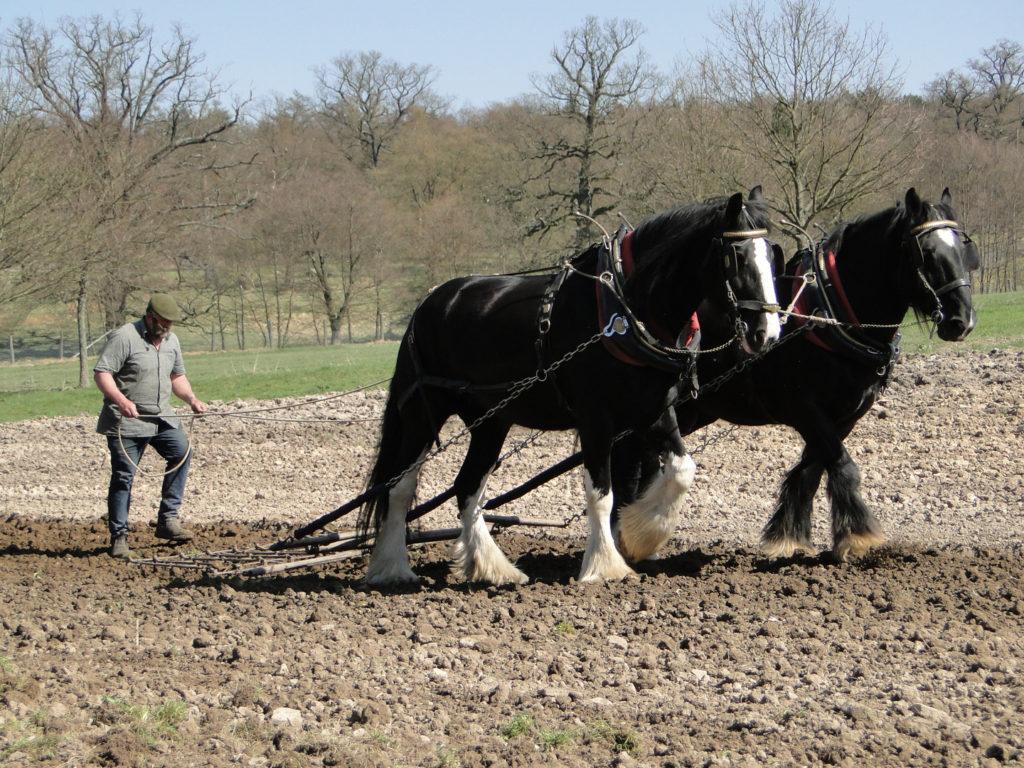 tiro del caballo